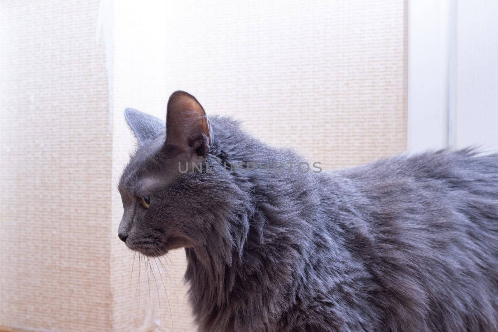 Gray fluffy big cat at home, close up portrait
