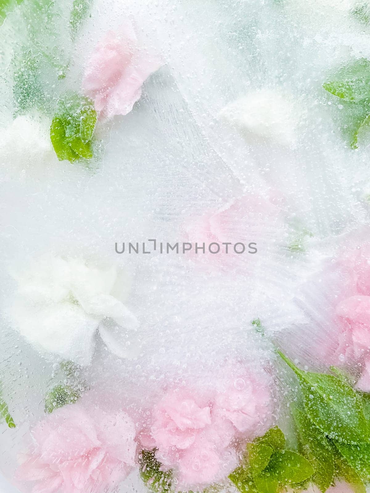 carnation, garden flowers frozen in ice, garden flower, carnation in ice, frozen carnation flower, flowers in ice, pink flower, ice with frozen pink carnation