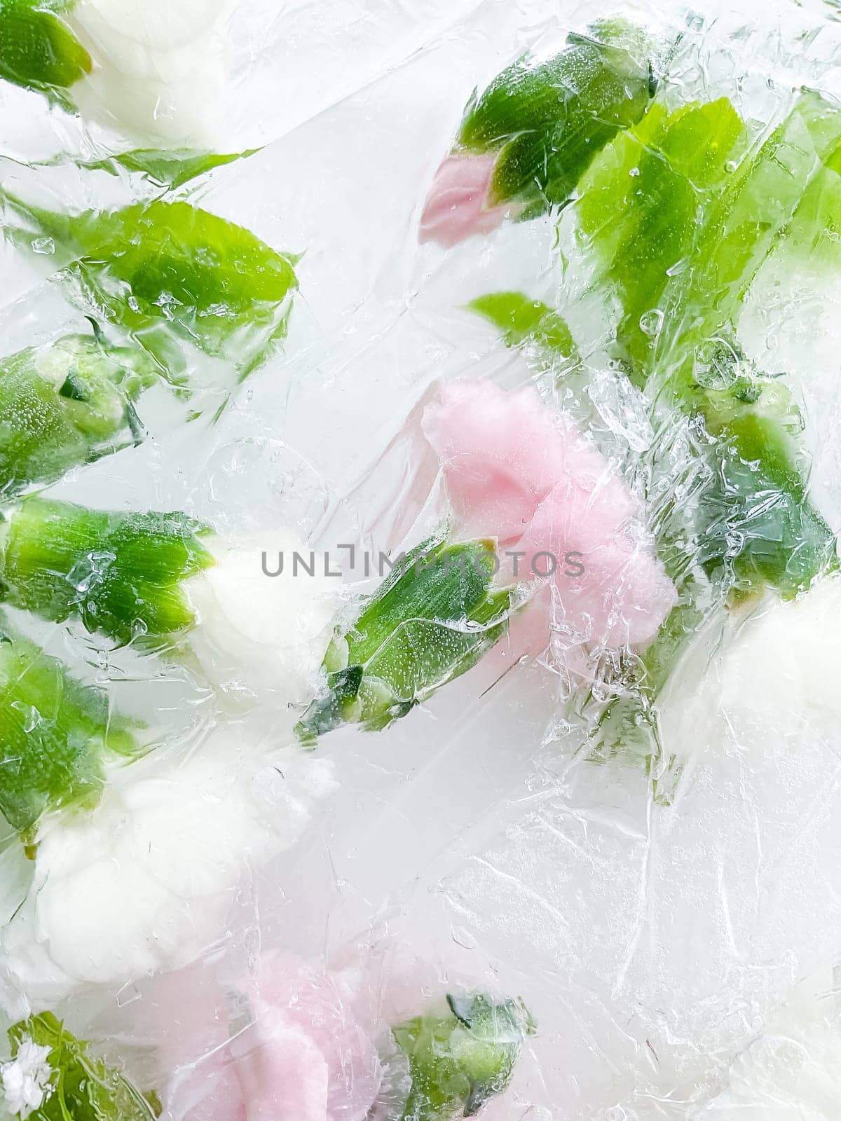 carnation, garden flowers frozen in ice. backgraund by Lunnica