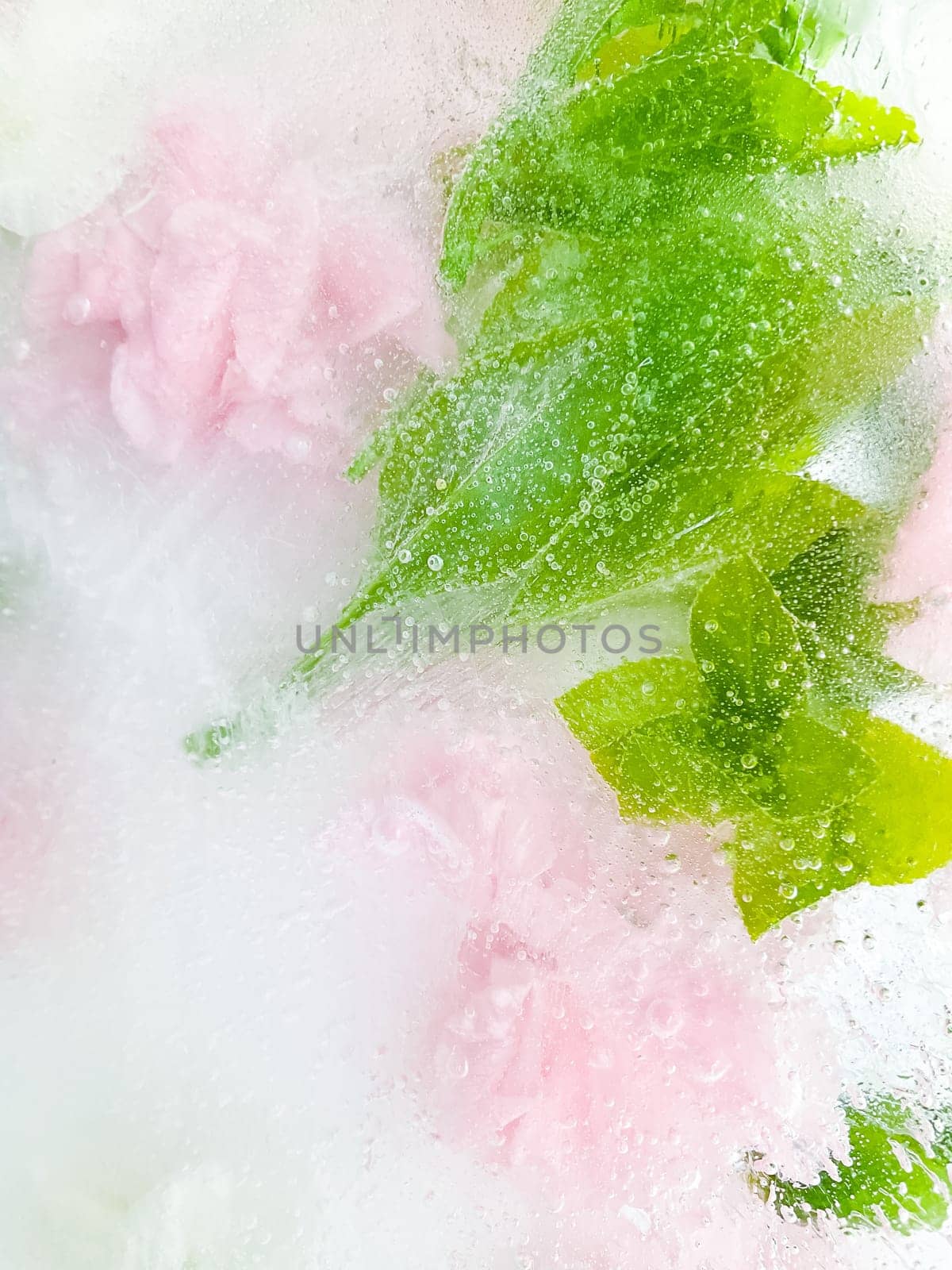 carnation, garden flowers frozen in ice. backgraund by Lunnica