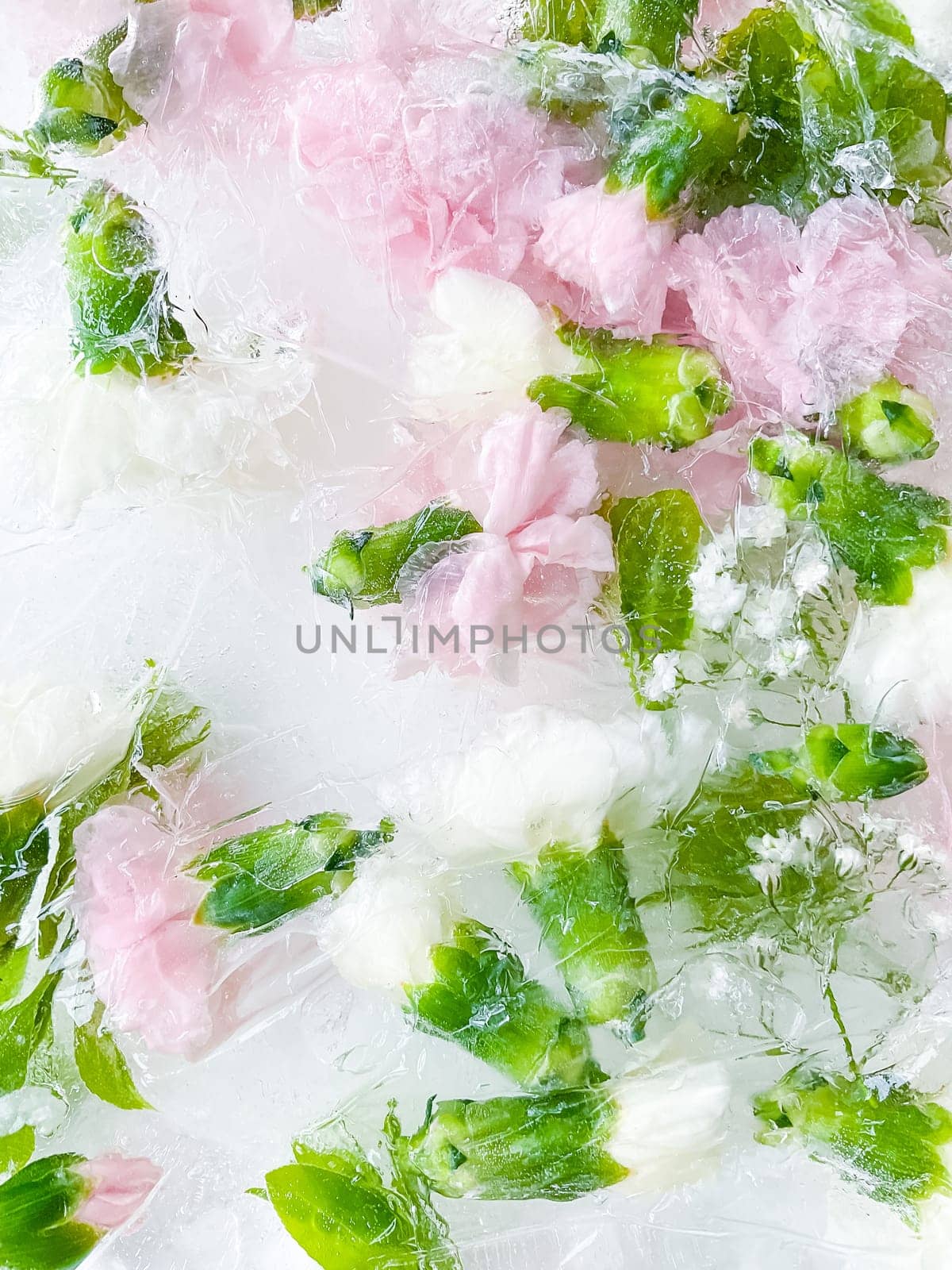 carnation, garden flowers frozen in ice. backgraund by Lunnica