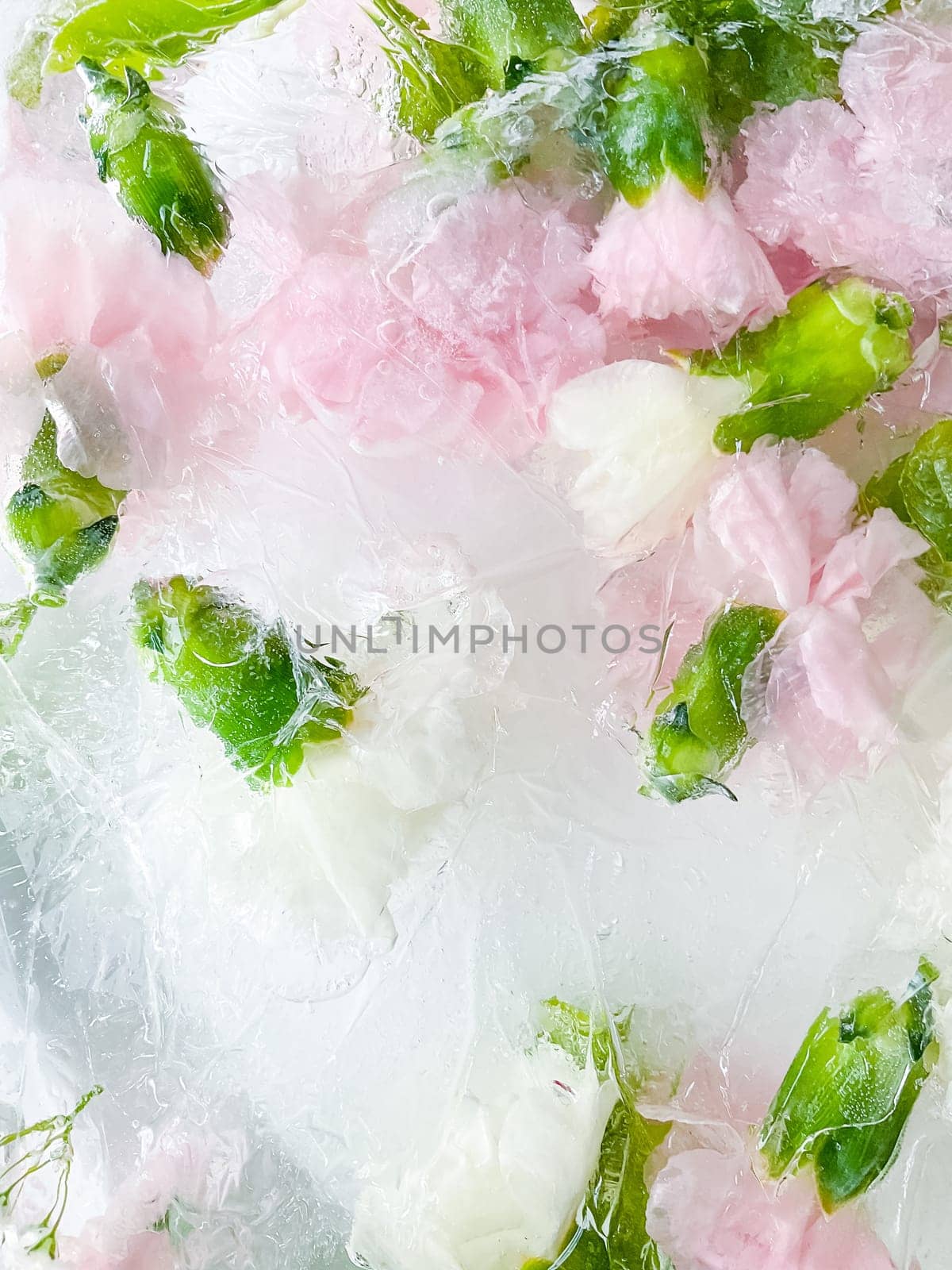 carnation, garden flowers frozen in ice. backgraund by Lunnica