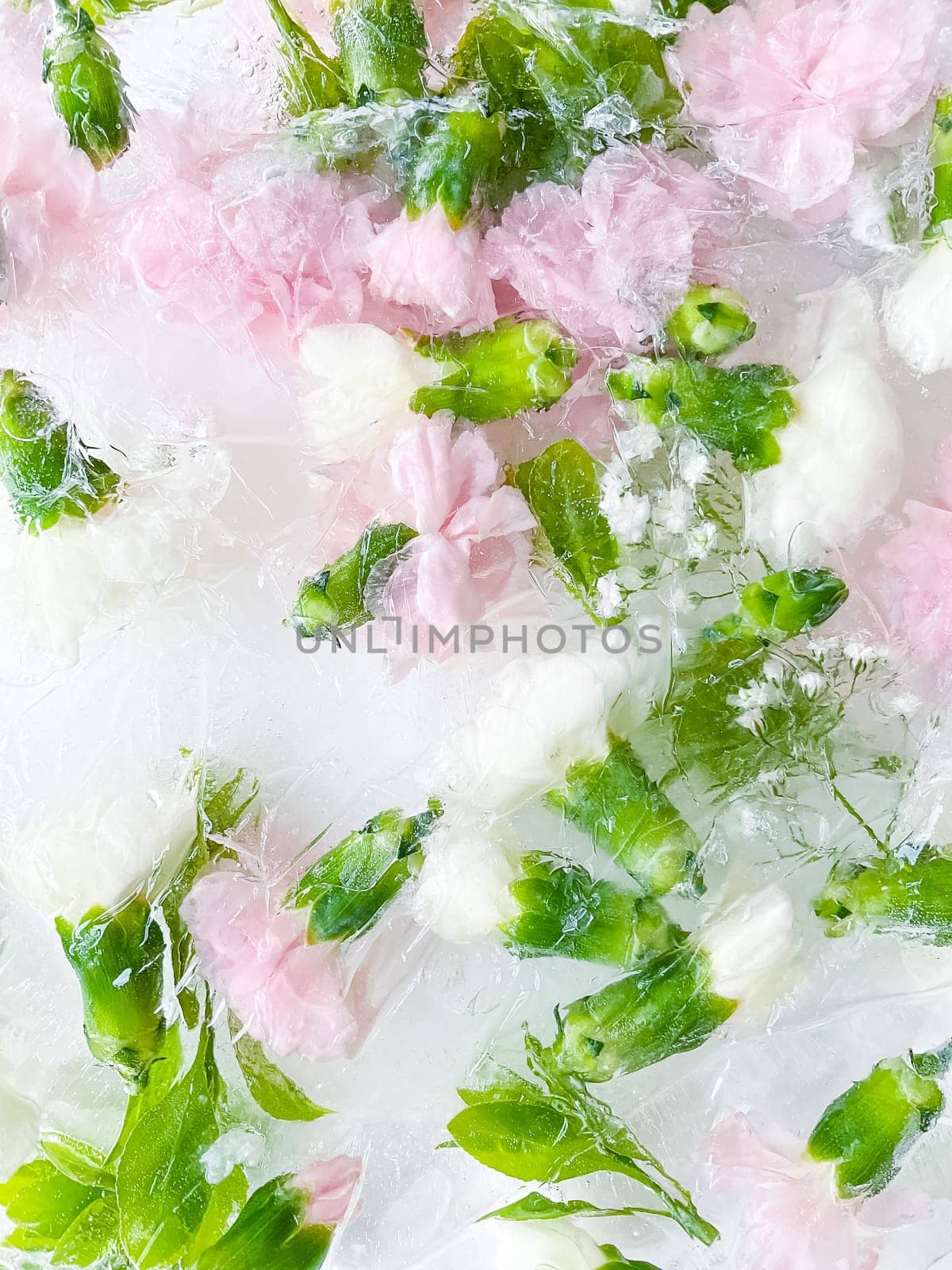 carnation, garden flowers frozen in ice, garden flower, carnation in ice, frozen carnation flower, flowers in ice, pink flower, ice with frozen pink carnation