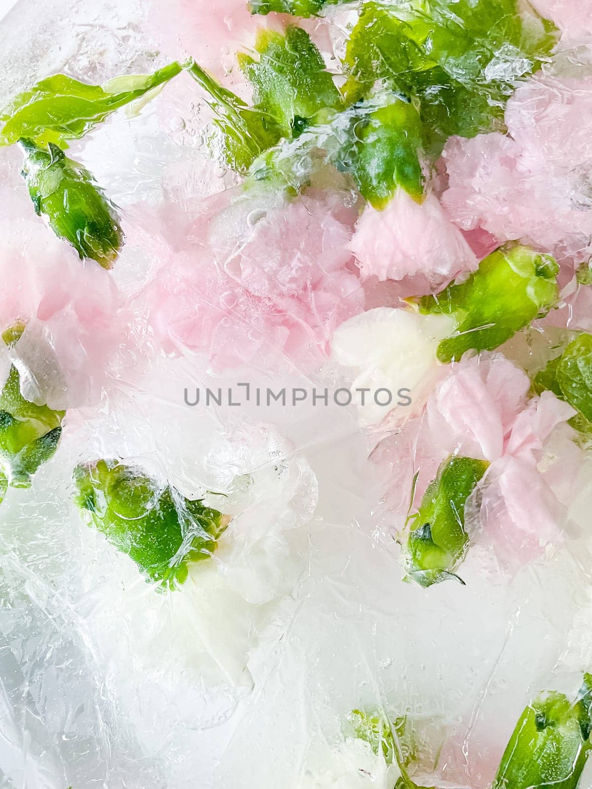 carnation, garden flowers frozen in ice, garden flower, carnation in ice, frozen carnation flower, flowers in ice, pink flower, ice with frozen pink carnation