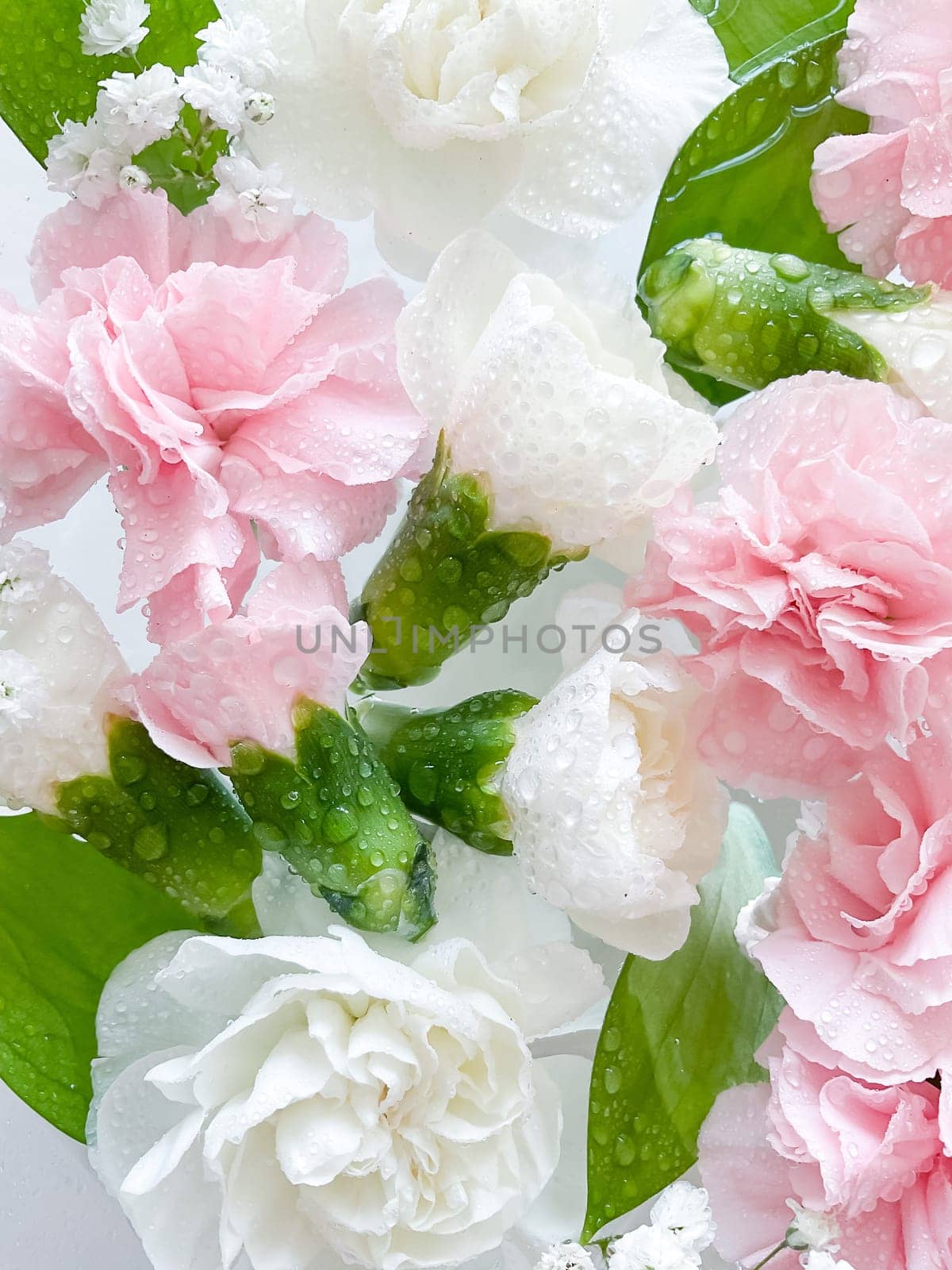 Carnation in water, spa background. Leaves, gypsophila and carnation with water drops.