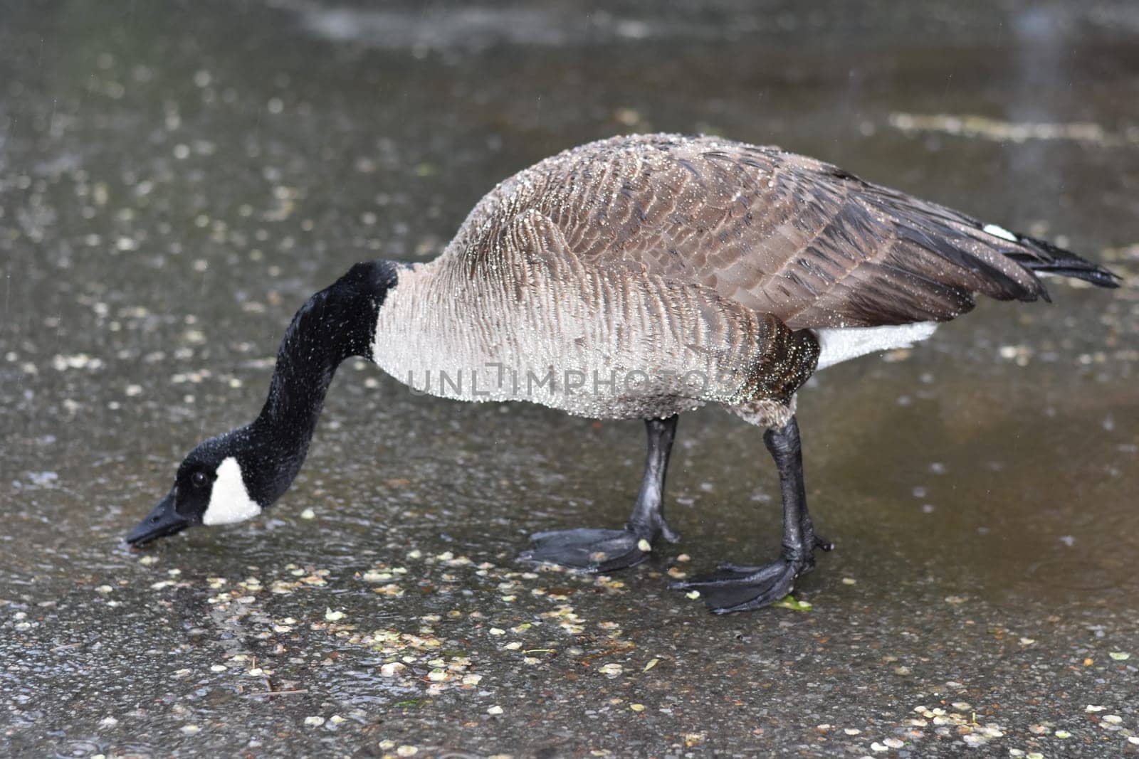 Goose Foraging for Food in the Rain . High quality photo