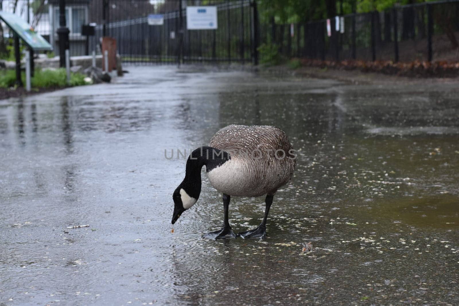 Goose Foraging in the Rain on Roosevelt Island. High quality photo