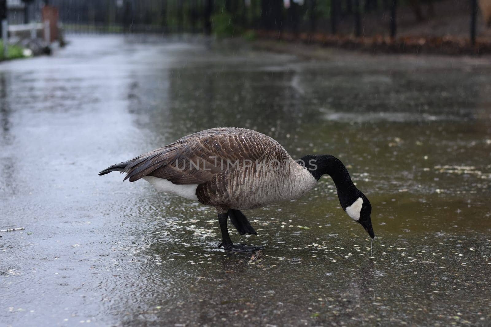 Goose Foraging on a Wet New York Sidewalk . High quality photo
