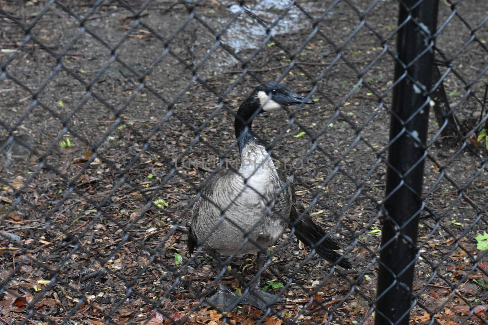 Goose Behind a Chain Link Fence with Wing Out. High quality photo