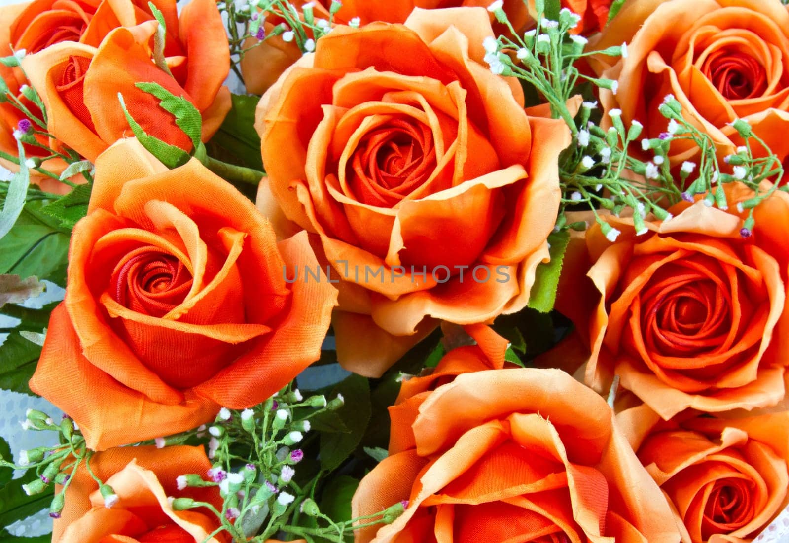 Orange and pink flower with white background by Kritsana