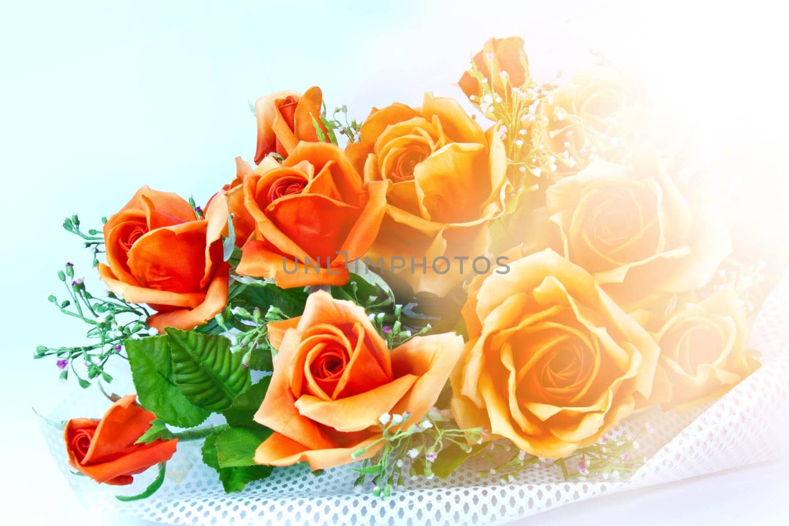 Orange and pink flower with white background