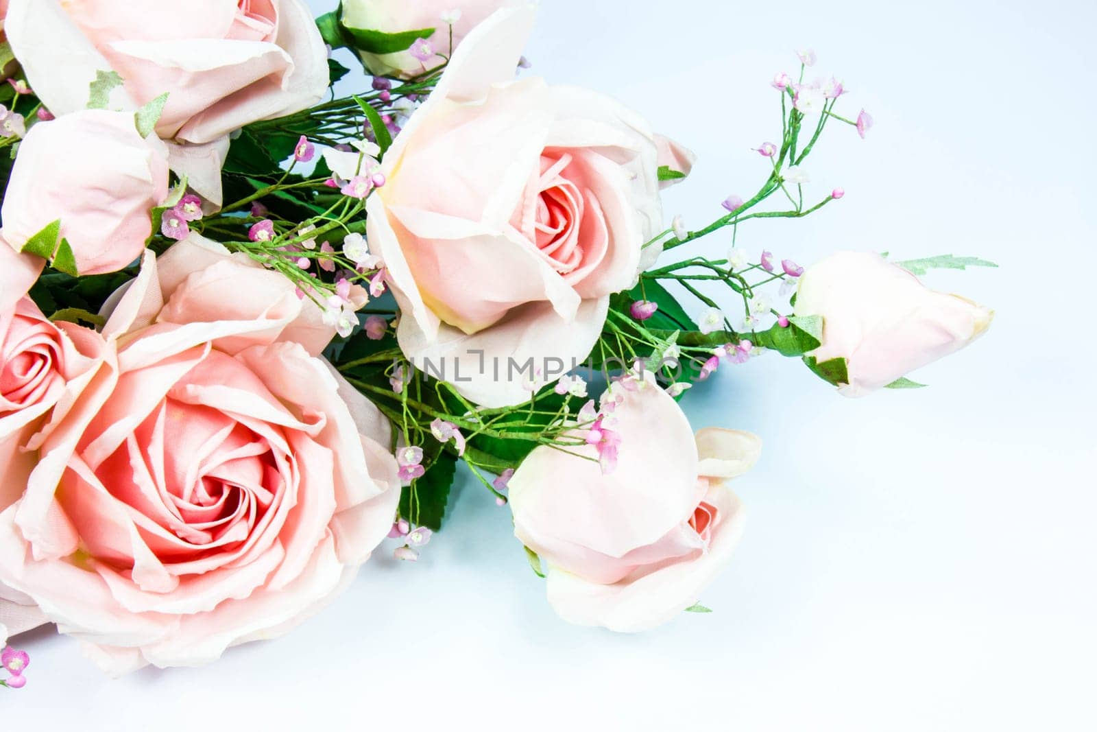 pink flower with white background