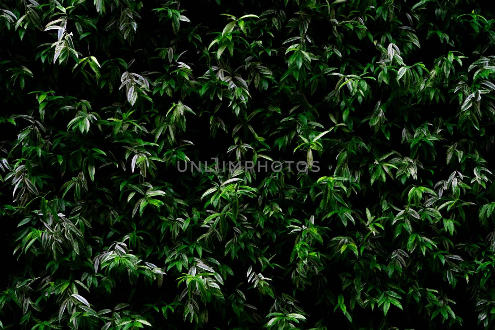 Green plant on vertical garden wall texture background. Sustainable green wall. Living green wall. Eco friendly wall covered by vegetation. Green grass leaves on vertical garden. Nature background. by Fahroni