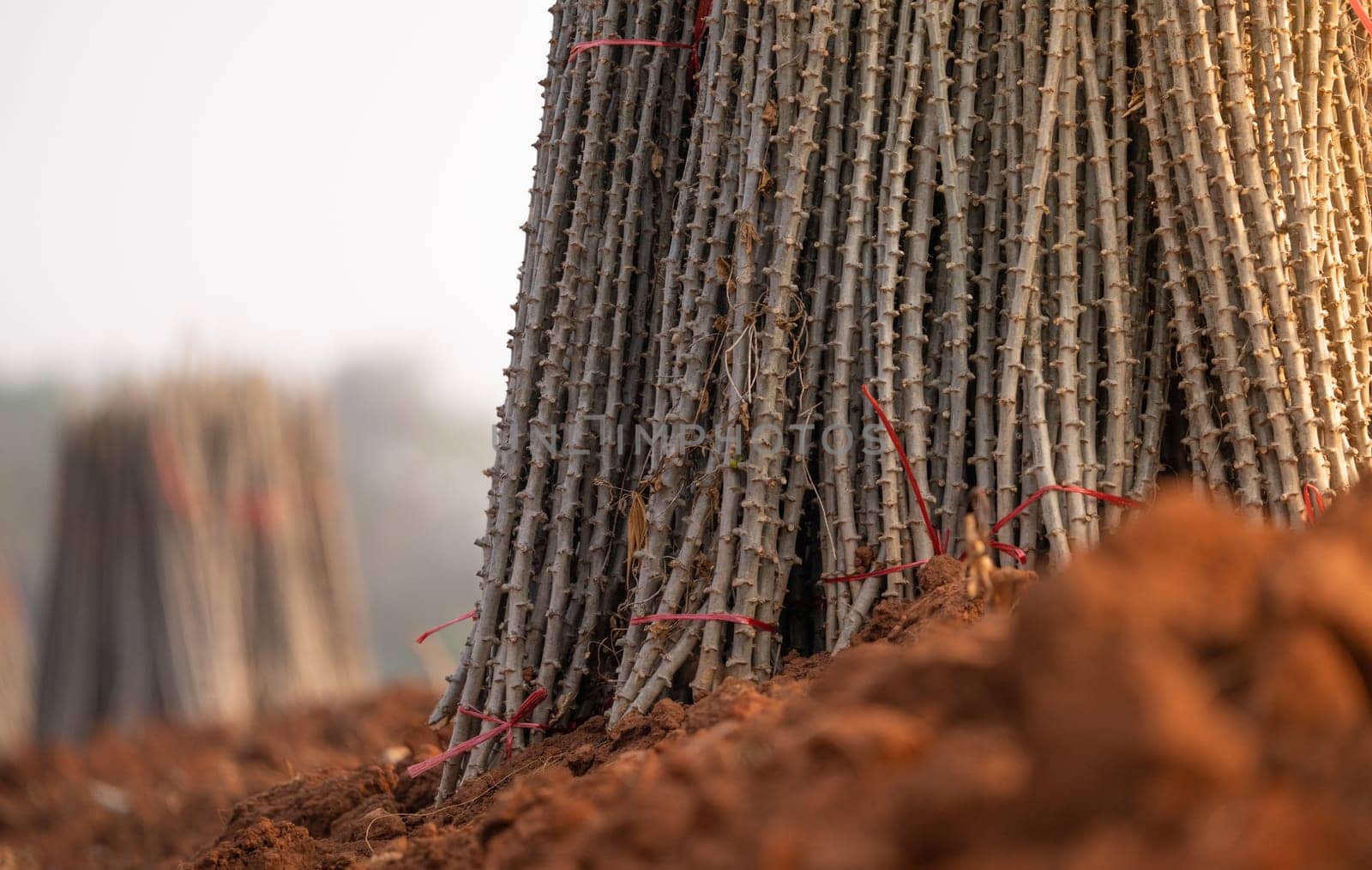 Cassava farm. Manioc or tapioca plant field. Bundle of cassava trees in cassava farm. The plowed field for planting crops. Sustainable farming. Agriculture in developing countries. Staple food crop.