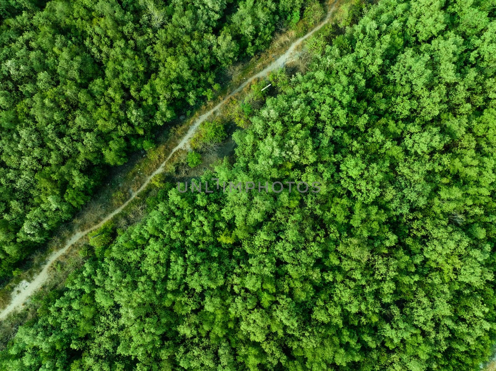 Aerial top view of green forest and forest trail. Drone view of green trees captures CO2. Green trees background for carbon neutrality and net zero emissions concept. Sustainable green environment. by Fahroni
