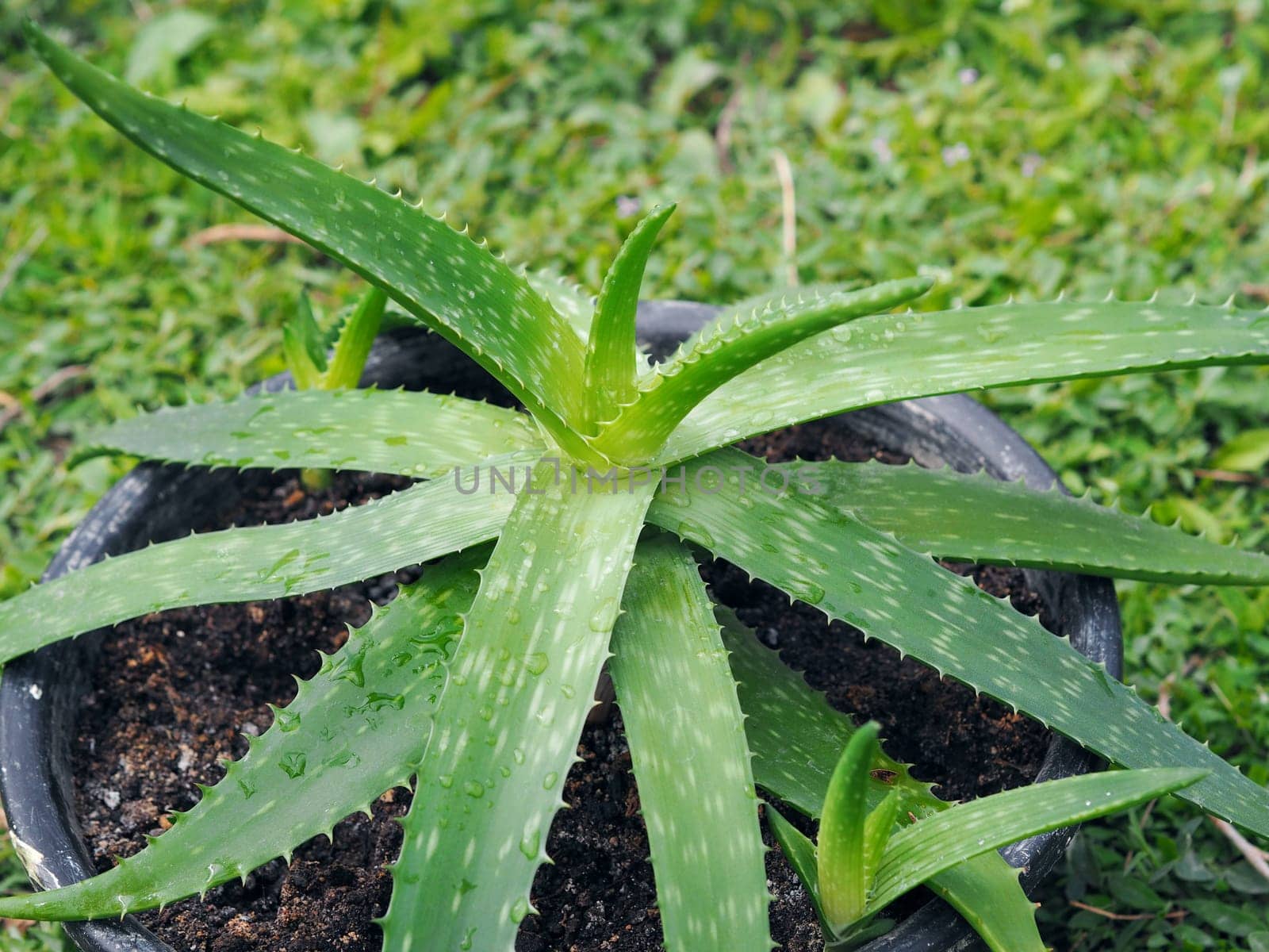 Aloe Vera in a pot in the foreground.Medicinal herbs concept.