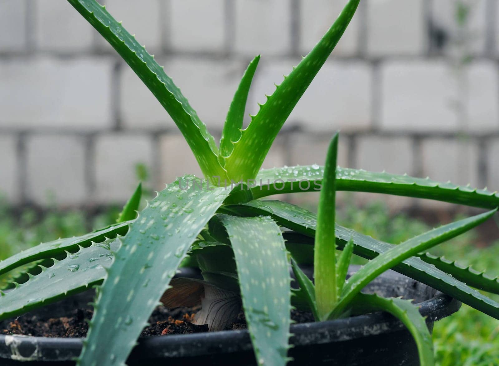 Aloe Vera in a pot in the foreground.Medicinal herbs concept.