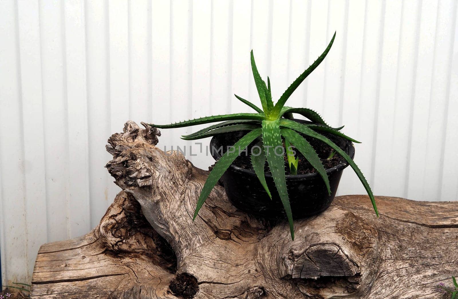 Aloe Vera in a pot in the foreground on a wooden log.Medicinal herbs concept. by TatianaPink