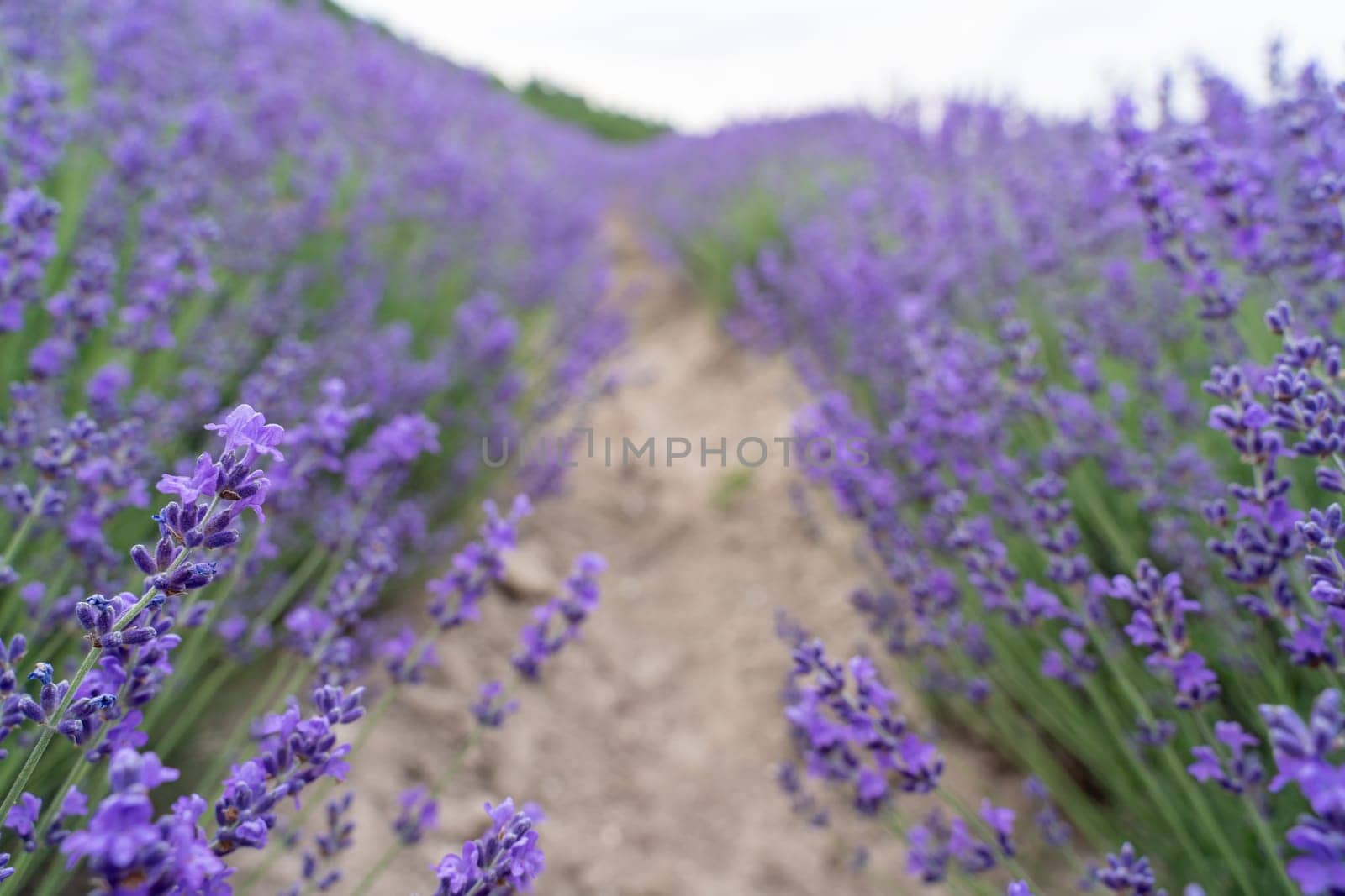 Lavender flower field, Blooming purple fragrant lavender flowers. Growing lavender swaying in the wind, harvesting, perfume ingredient, aromatherapy by Matiunina