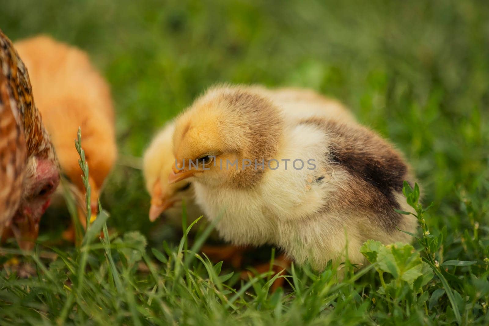 little chickens stand near their mother chicken by zokov