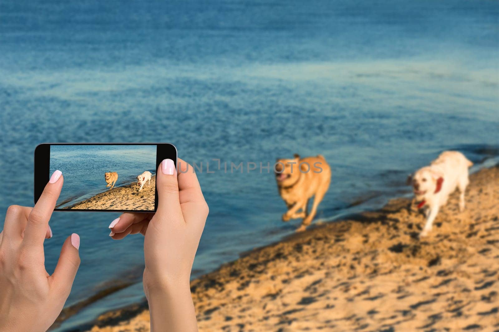 Woman hands with mobile cell phone to take a photo of as two labrador run along the river bank by nazarovsergey