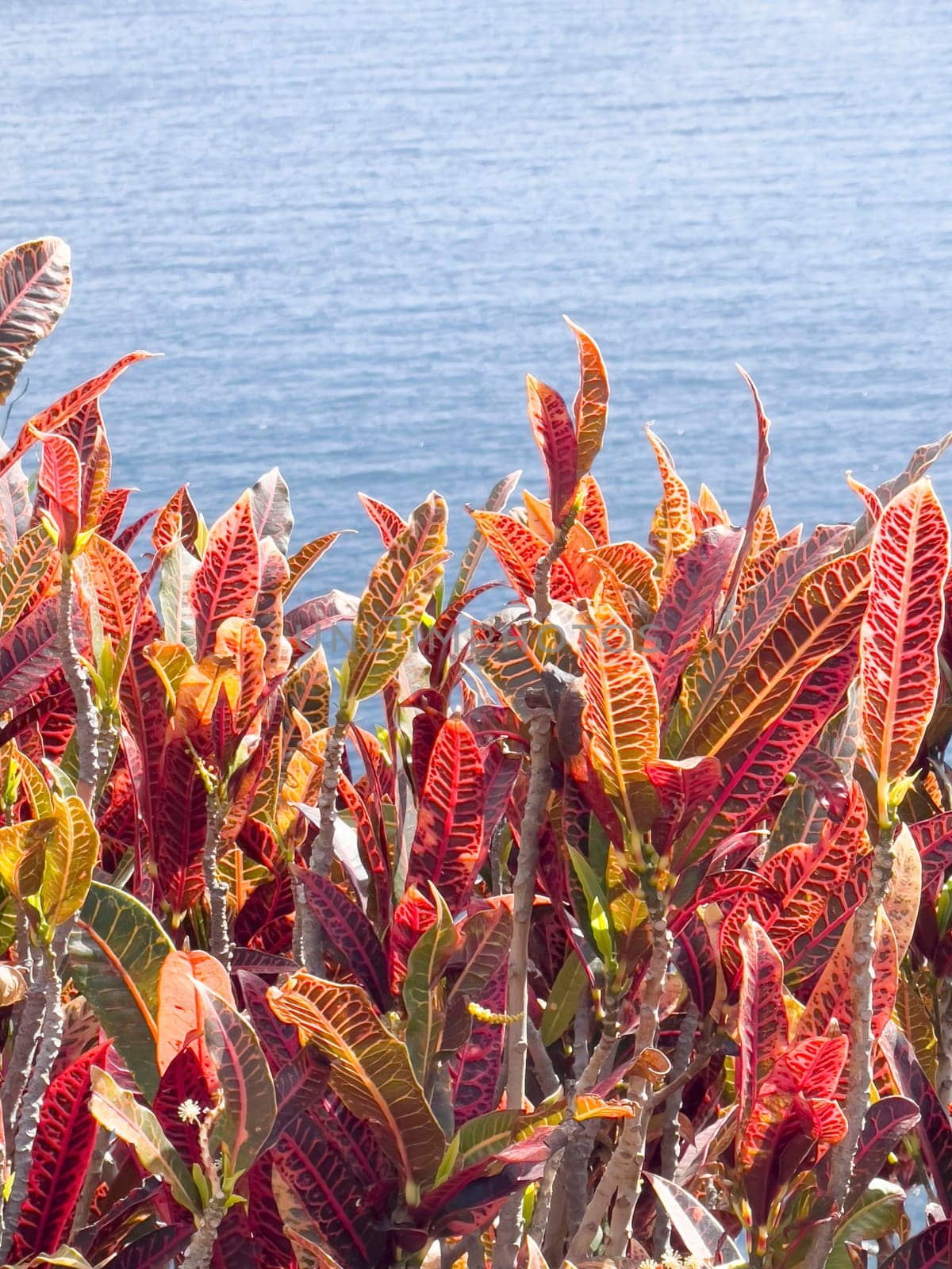 The colorful leaves of the croton Codiaeum variegatum against the backdrop of the sea