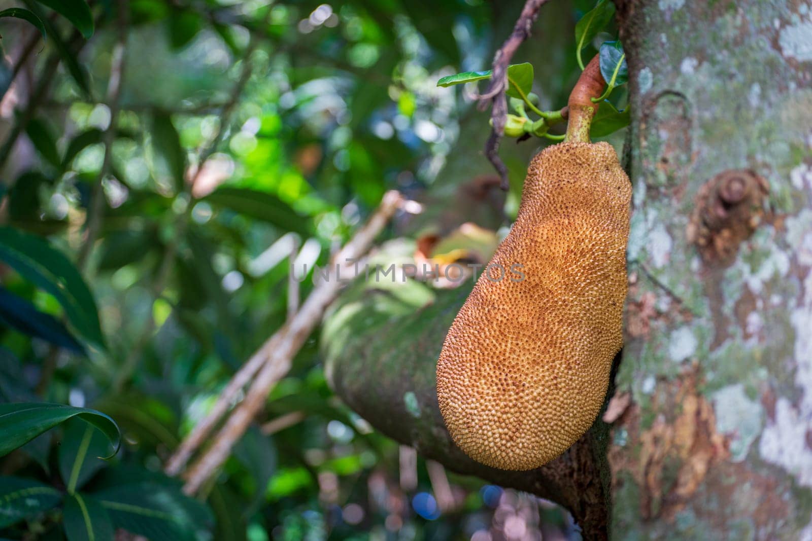 This is a close-up shot of a Jackfruit, a tropical fruit that is large, sweet and high in calories, hanging from a tree with a blurred background.