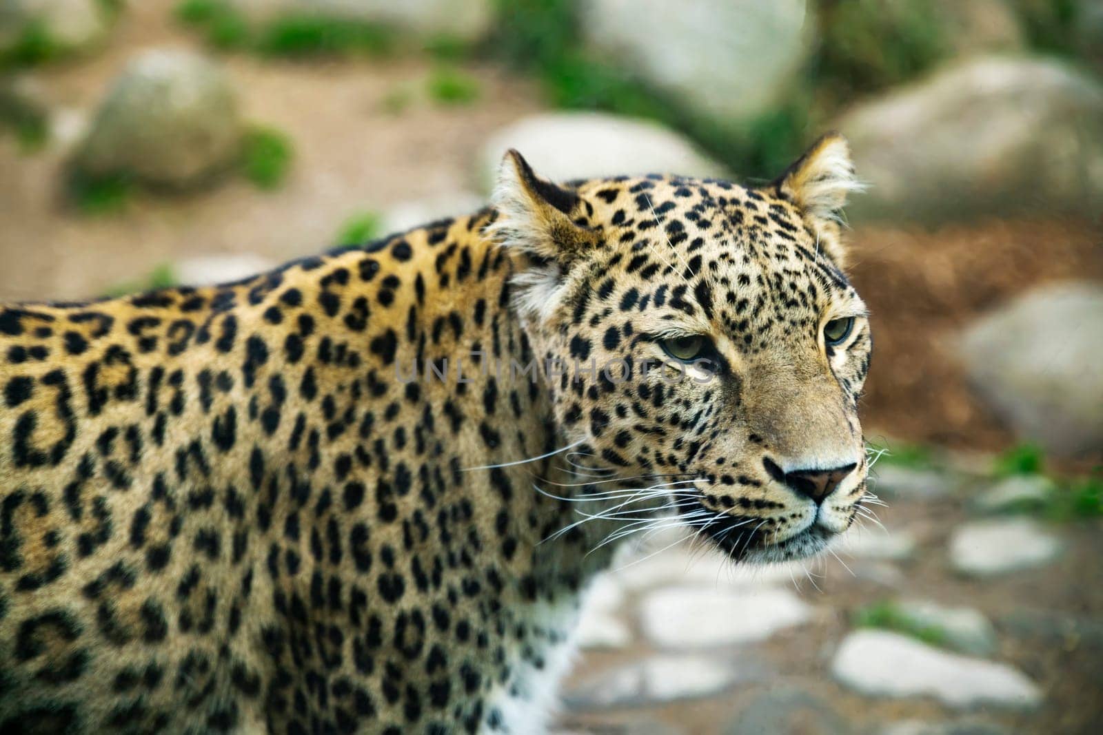 Portrait of a predatory spotted leopard animal