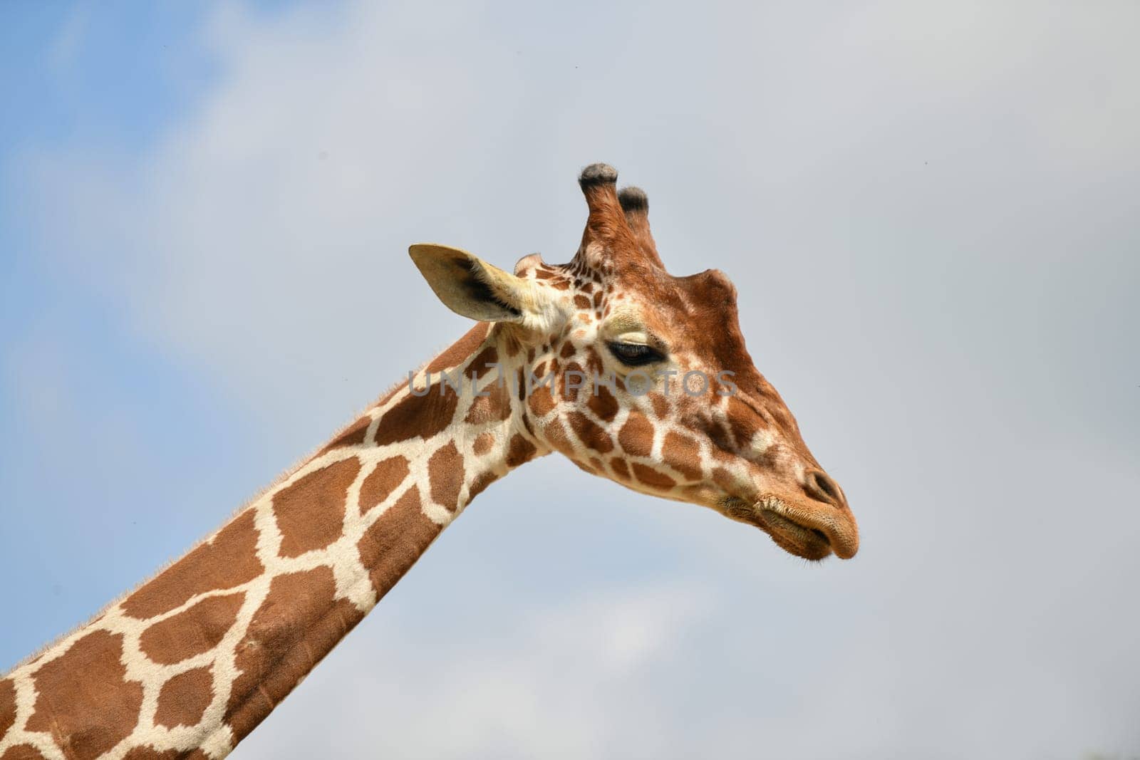 Giraffe head in a blue sky