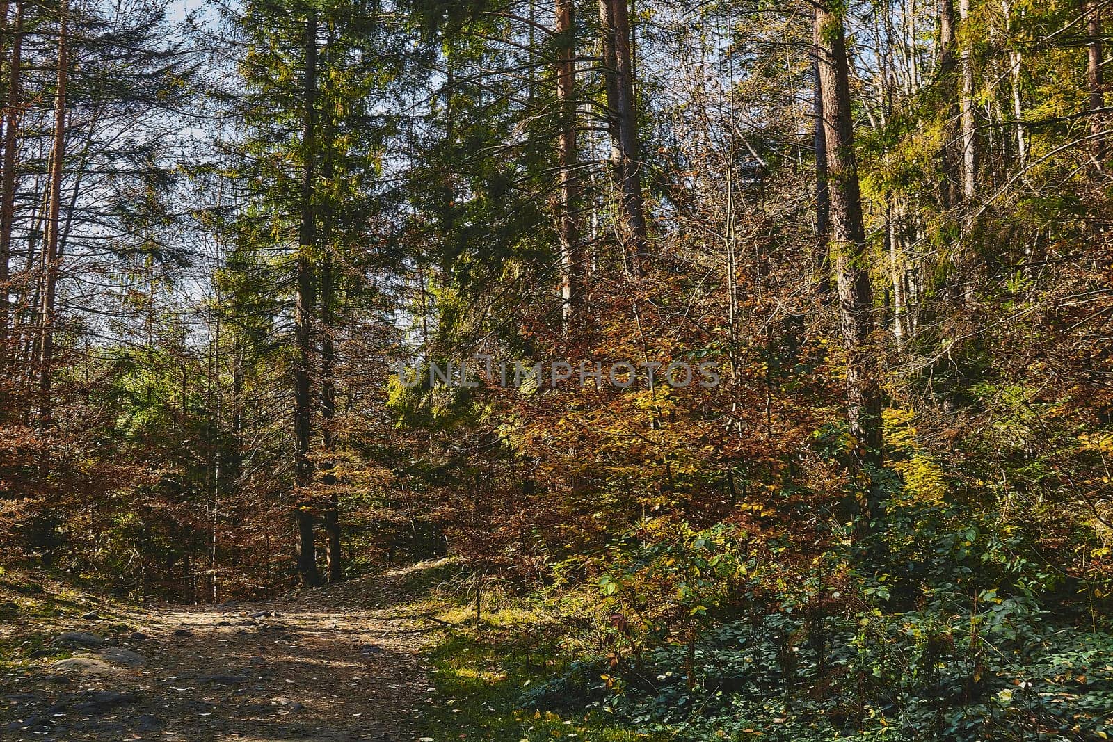 a large area covered chiefly with trees and undergrowth.