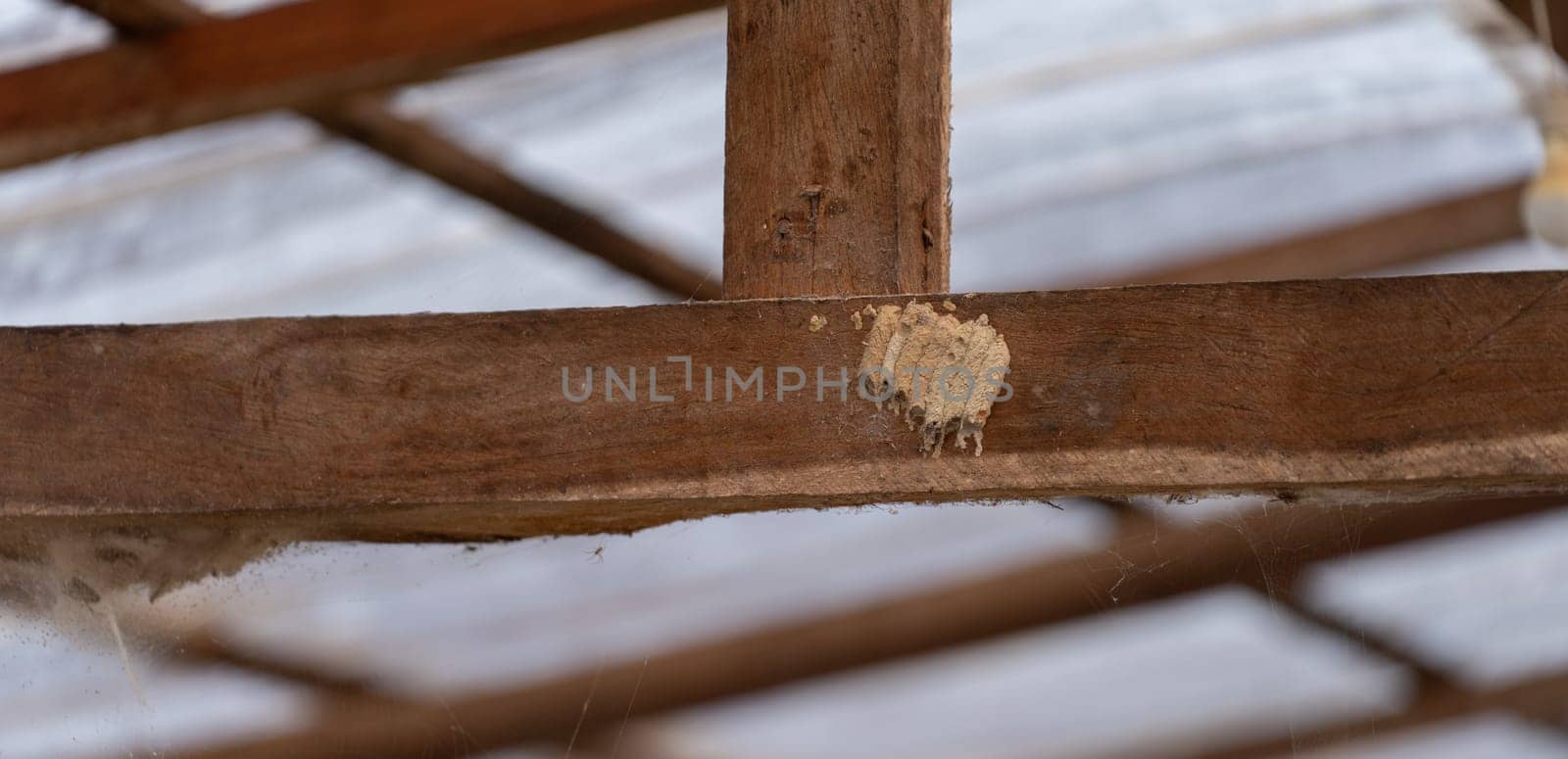 Wasp nests accumulating on wooden beam by FerradalFCG