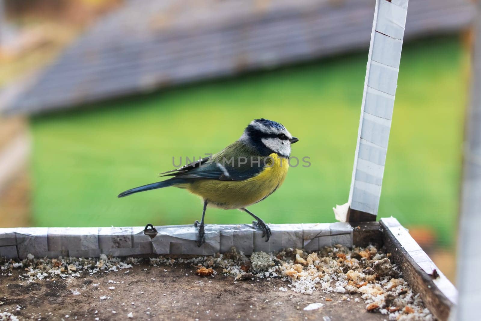 Little tit on the bird feeder close up