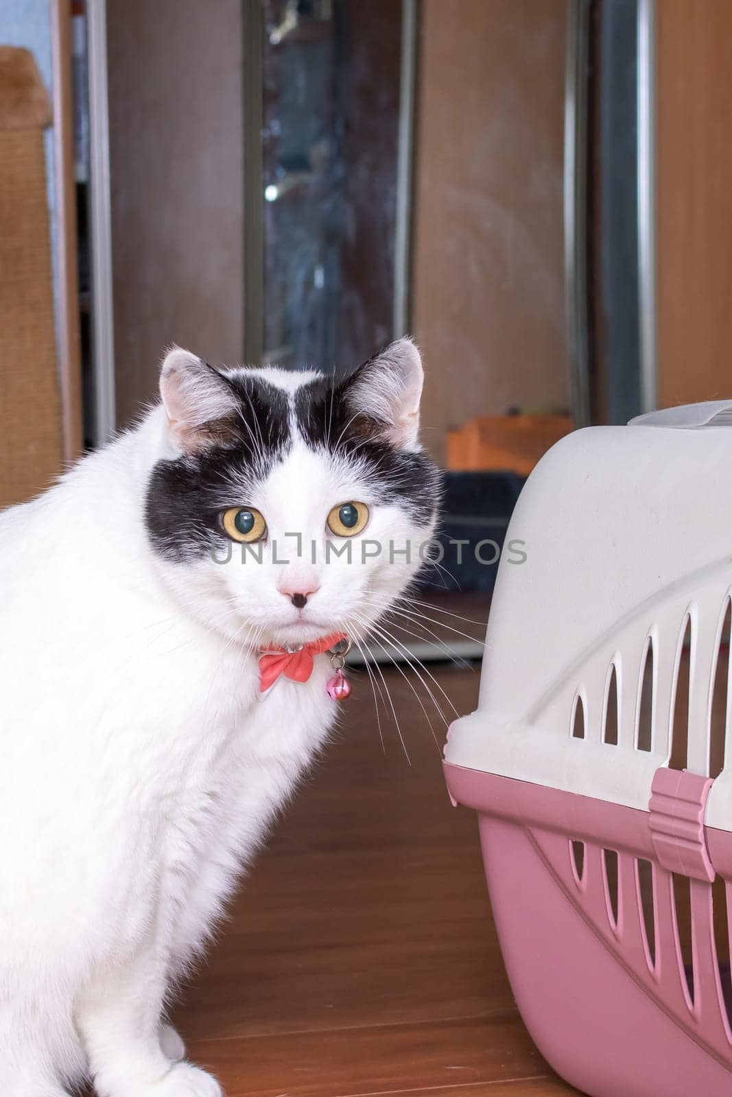 Fat white cat and orange plastic carrier close up