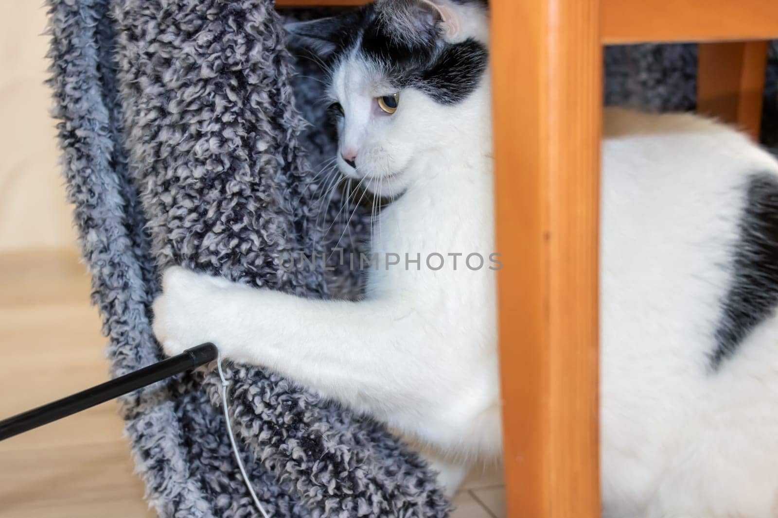 White cat playing with a toy close up