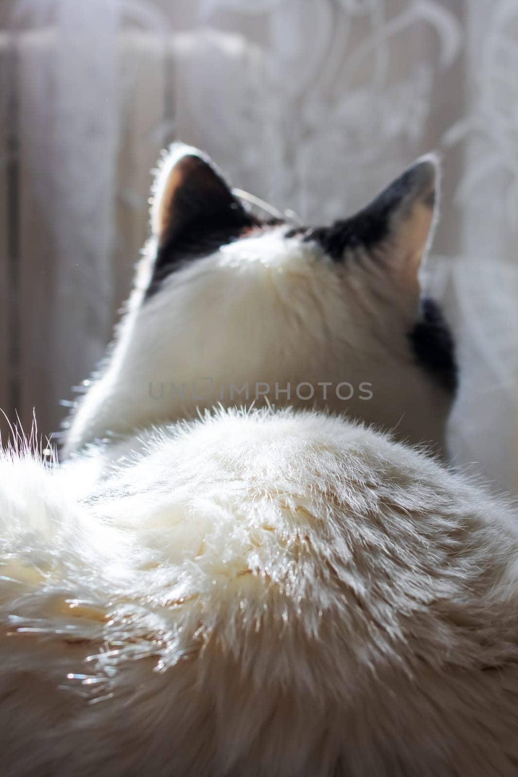 The back and ears of a white cat close up