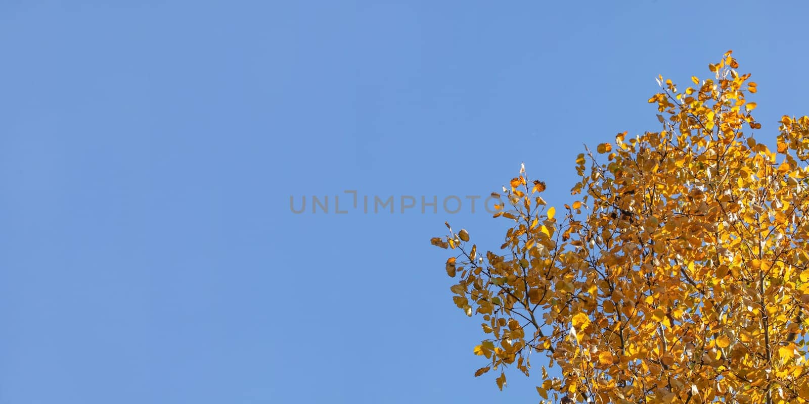 Birch tree yellow autumn leaves, with blue sky (space for text) in background. 