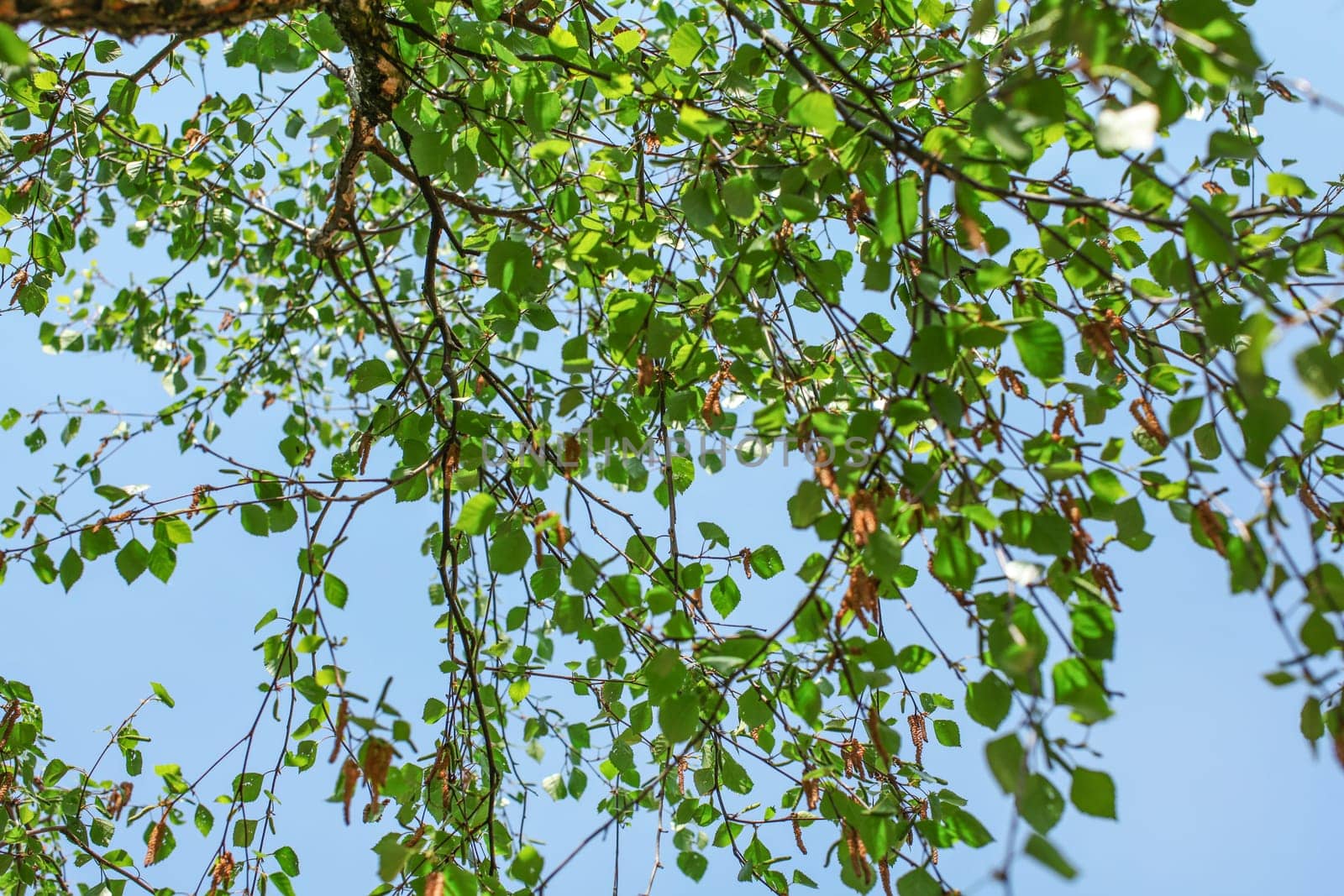 Looking up the birch tree, small green leaves against blue sky background. Abstract spring nature background.