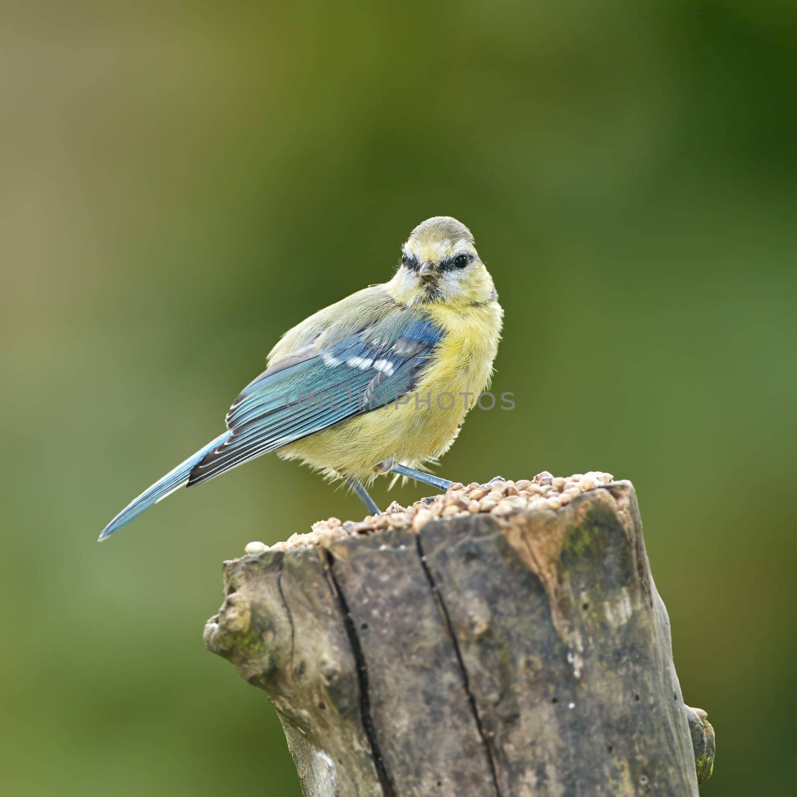 The Great Tit - Parus major. The Eurasian blue tit is a small passerine bird in the tit family Paridae. The bird is easily recognisable by its blue and yellow plumage