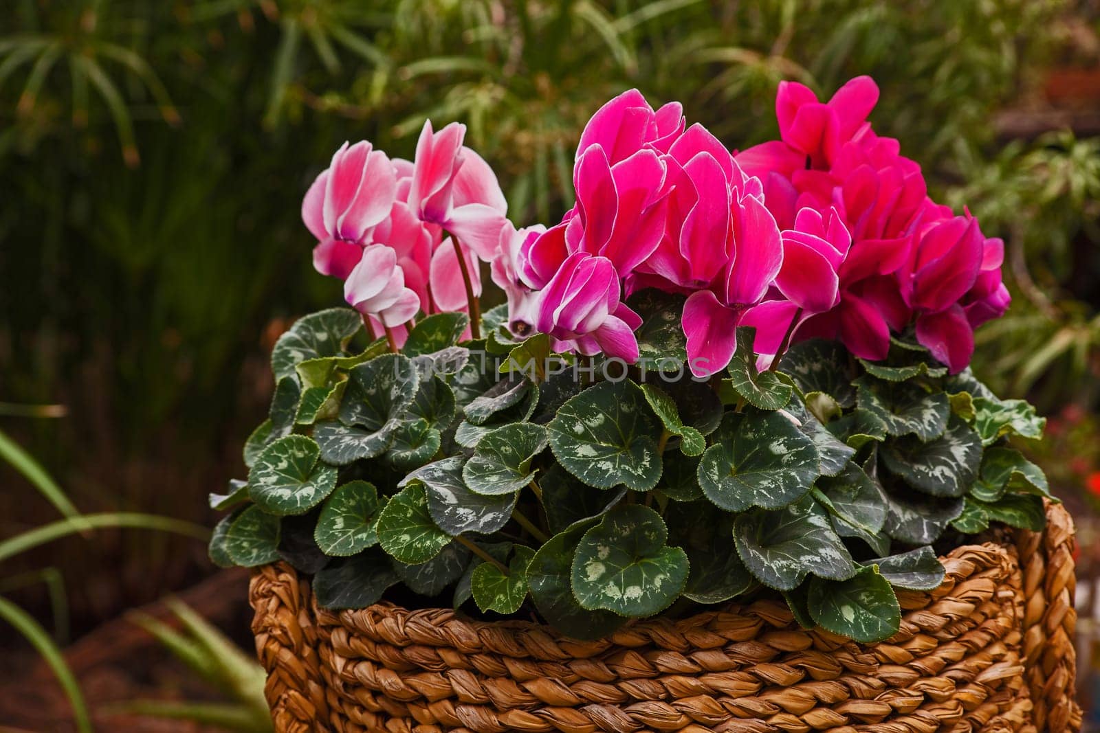 Different shades of pink Cyclamen flowers in a basket