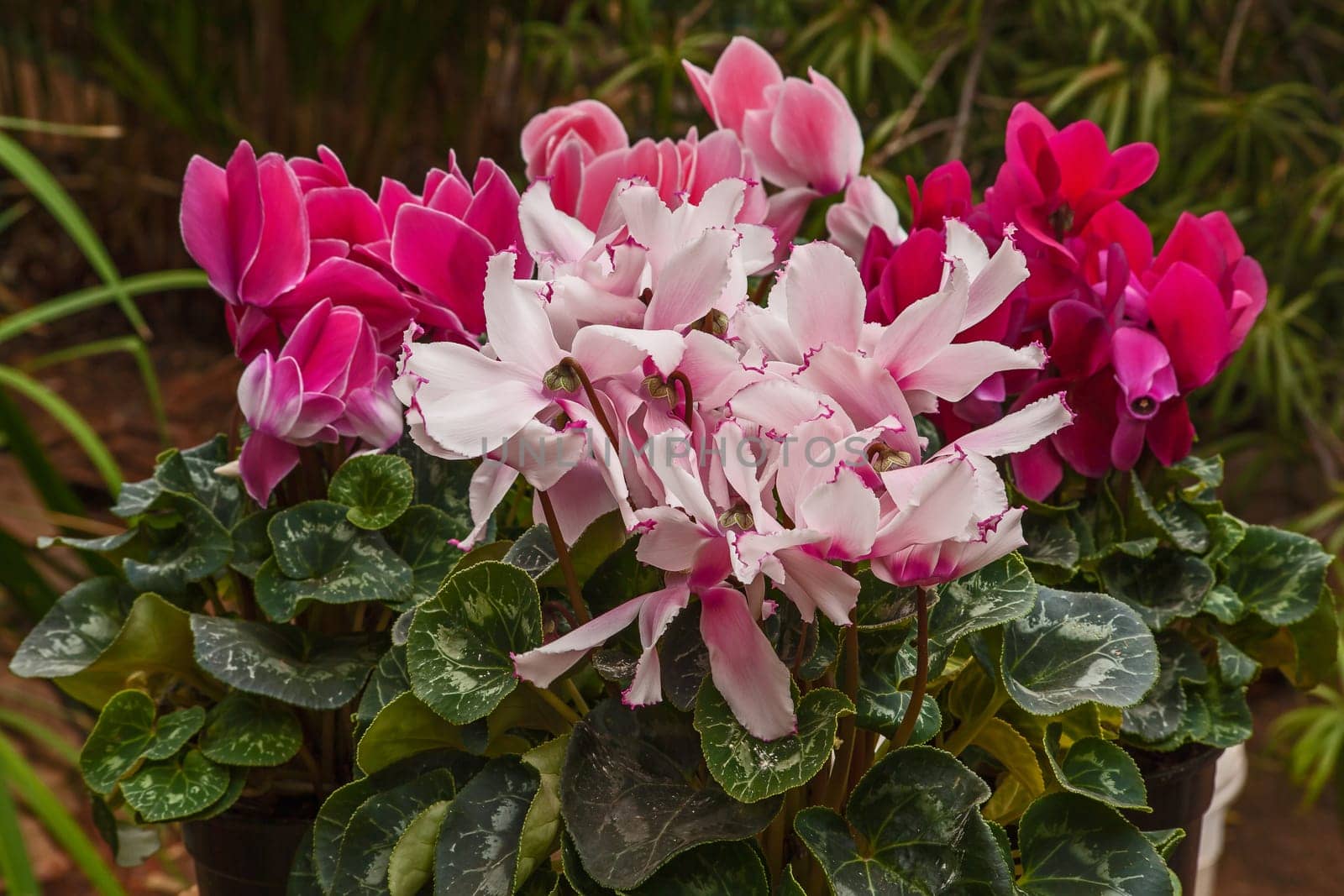 Different shades of pink Cyclamen flowers in a basket