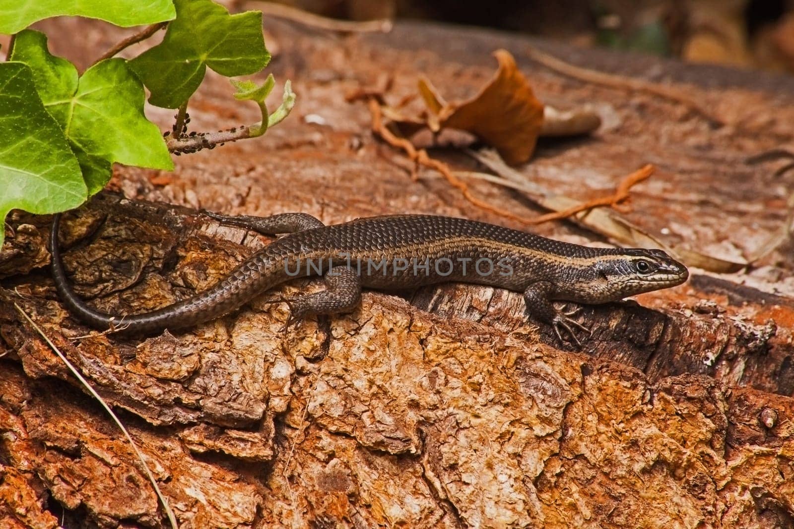 Speckled Rock Skink (Trachylepis punctatissima) basking on a log