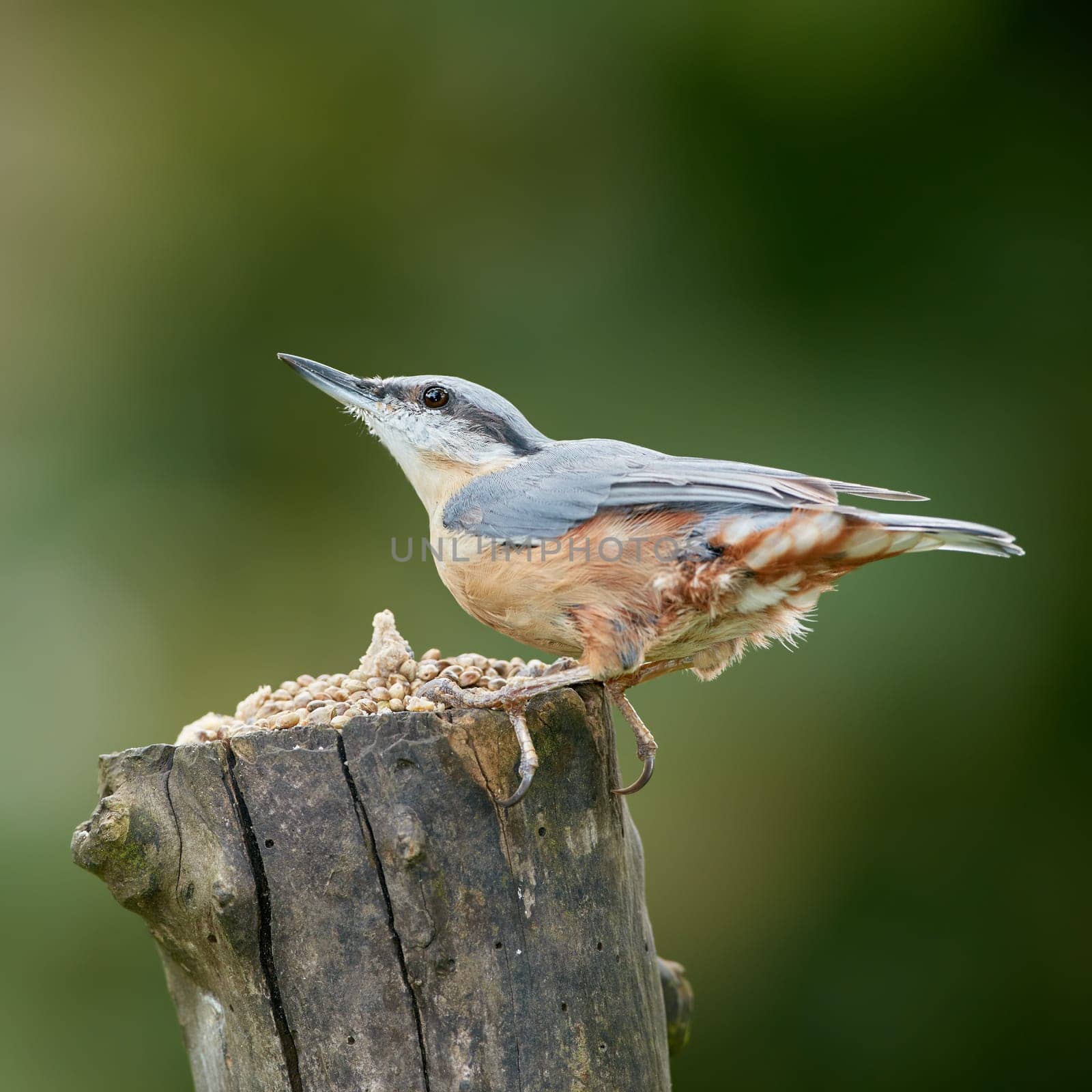 The Nuthatch by YuriArcurs