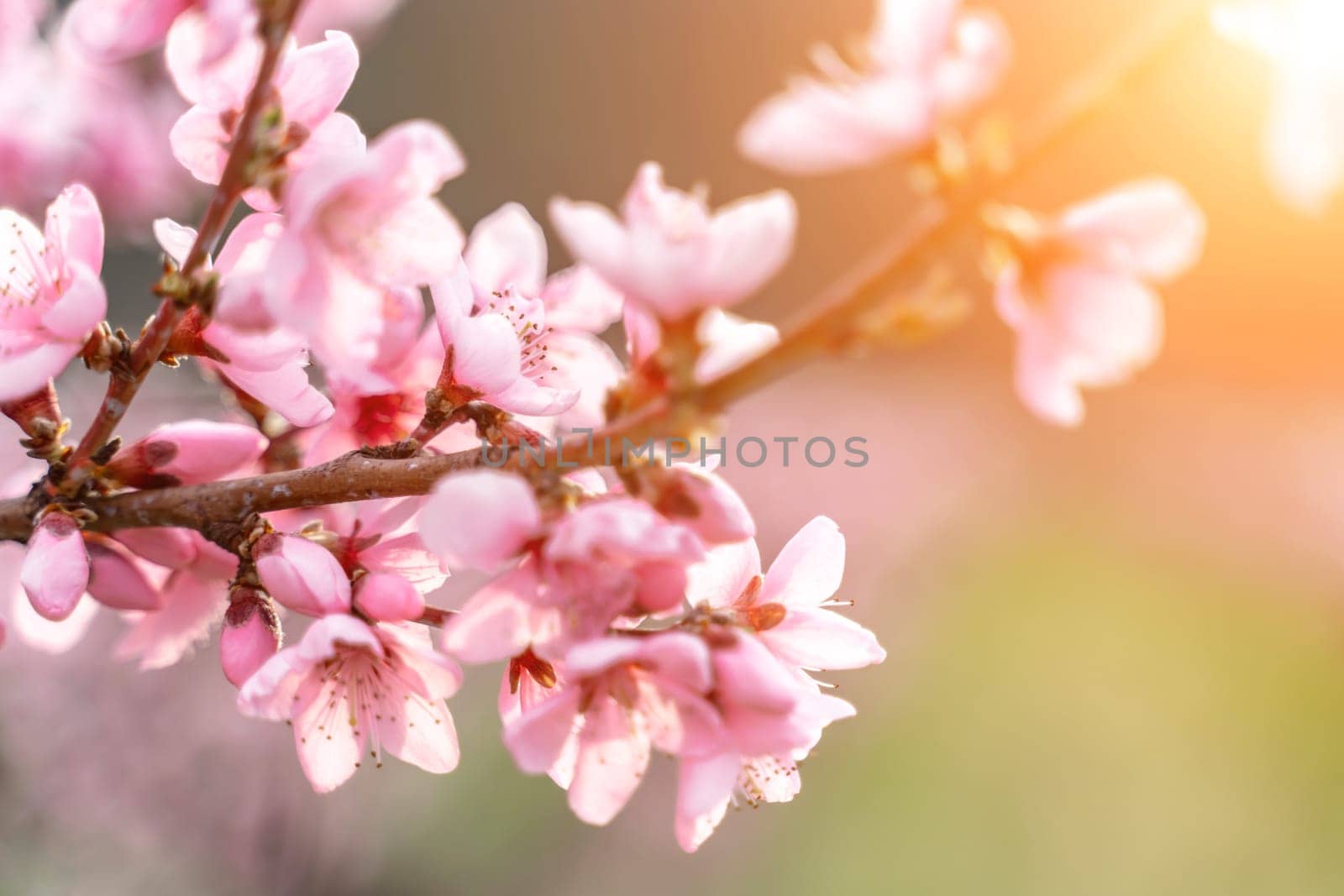 Pink flowers Blooming peach tree in spring. green grass as background