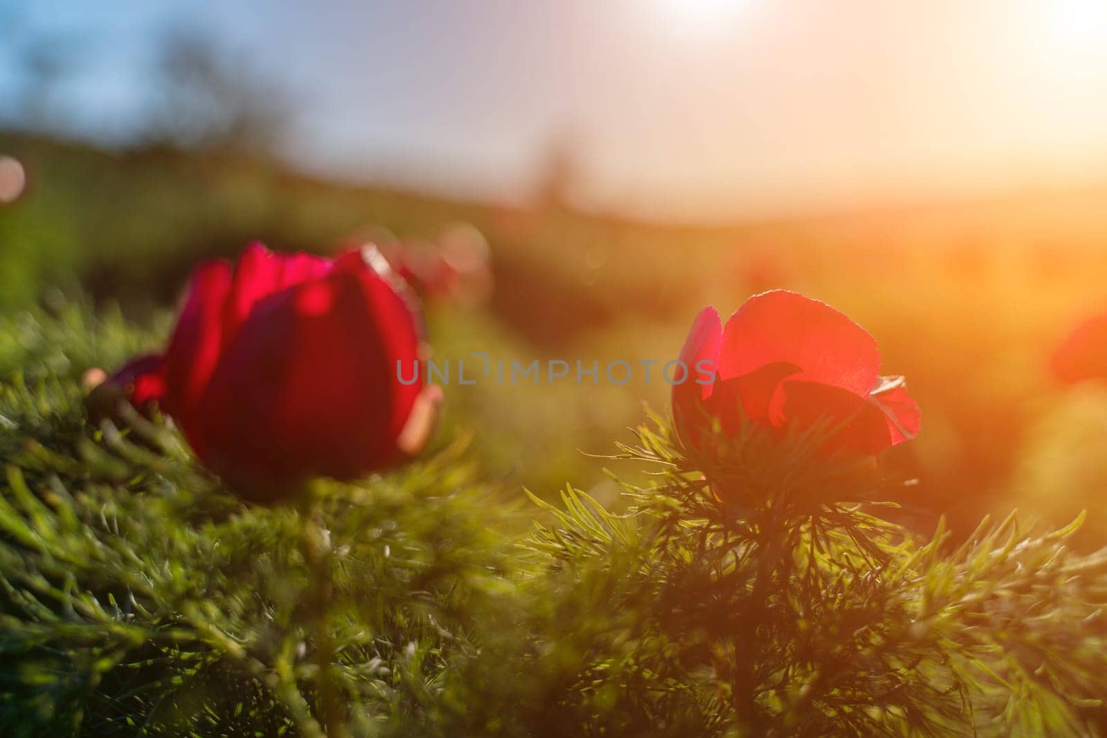 Wild peony is thin leaved Paeonia tenuifolia, in its natural environment against the sunset. Bright decorative flower, popular in garden landscape design selective focus.