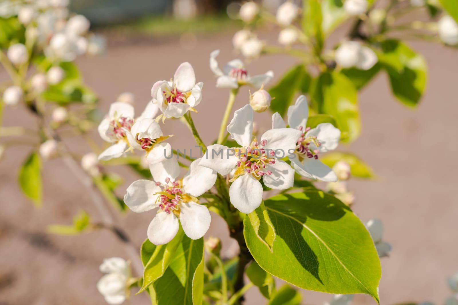 Flowering branch of pear. Blurred background. Pear blossom in early spring