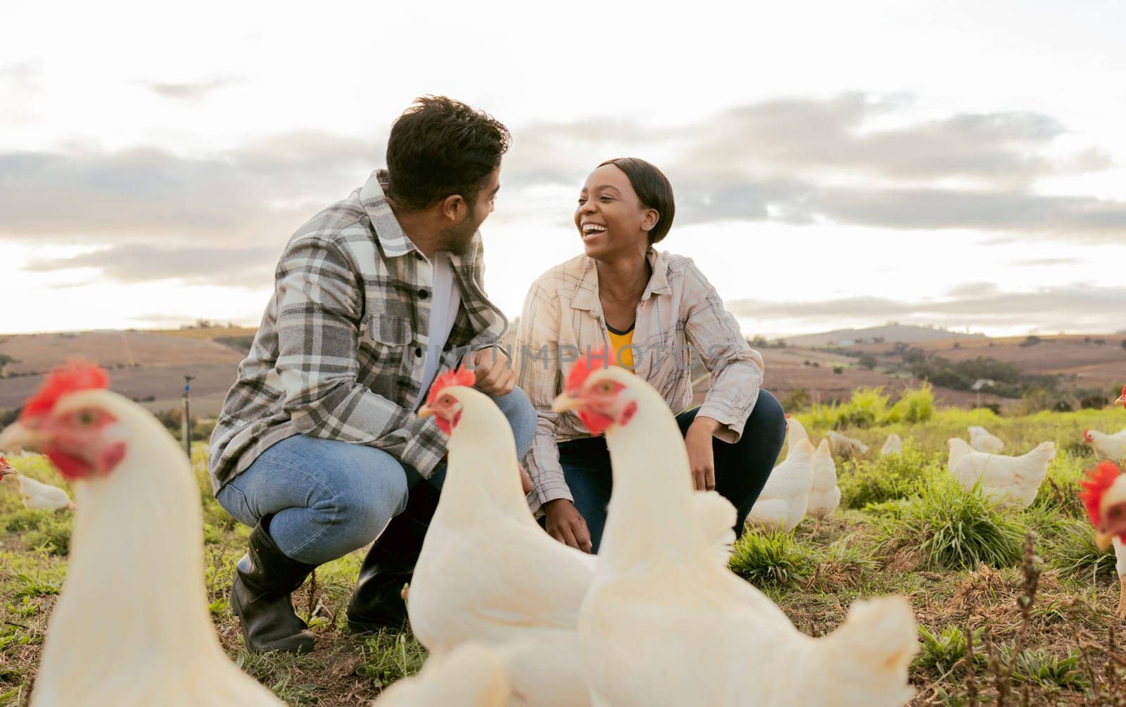 Farming, poultry and people with chicken outdoors doing check and feeding livestock. Agriculture, sustainability and man and woman working on poultry farm for healthy, organic and natural animals.