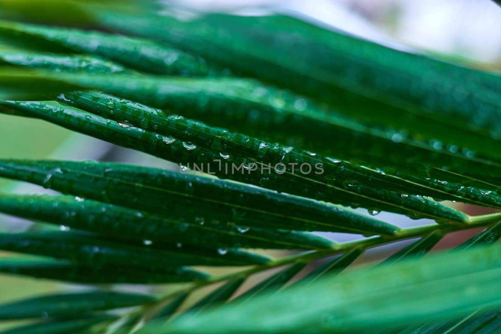 palm leaf with dew drops after rain