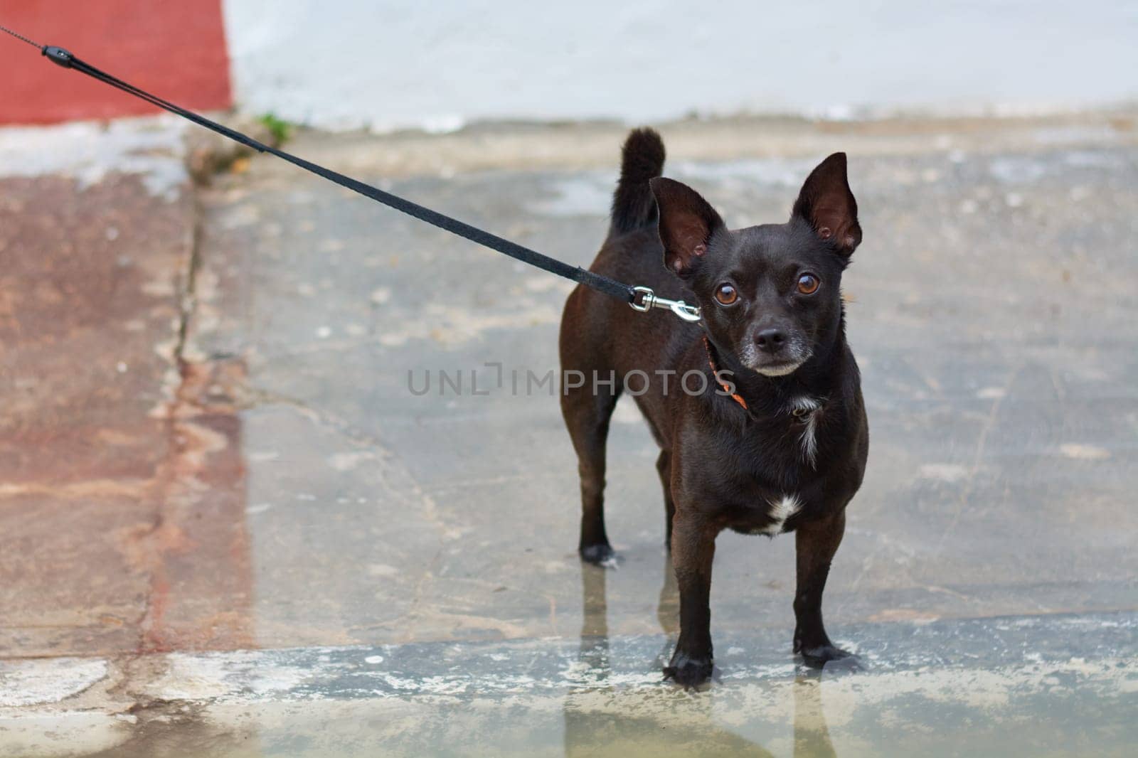 Small dog breed of dark color miniature.