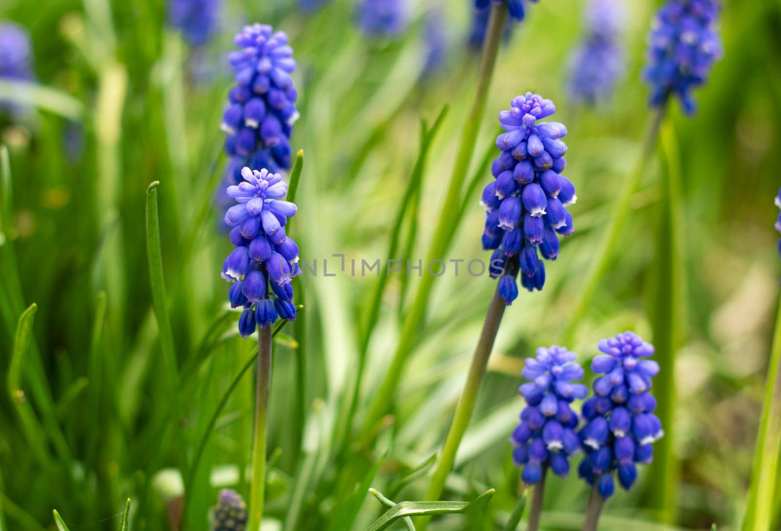 many buds spring flowers of muscari in the garden. blue bright flower buds by Suietska