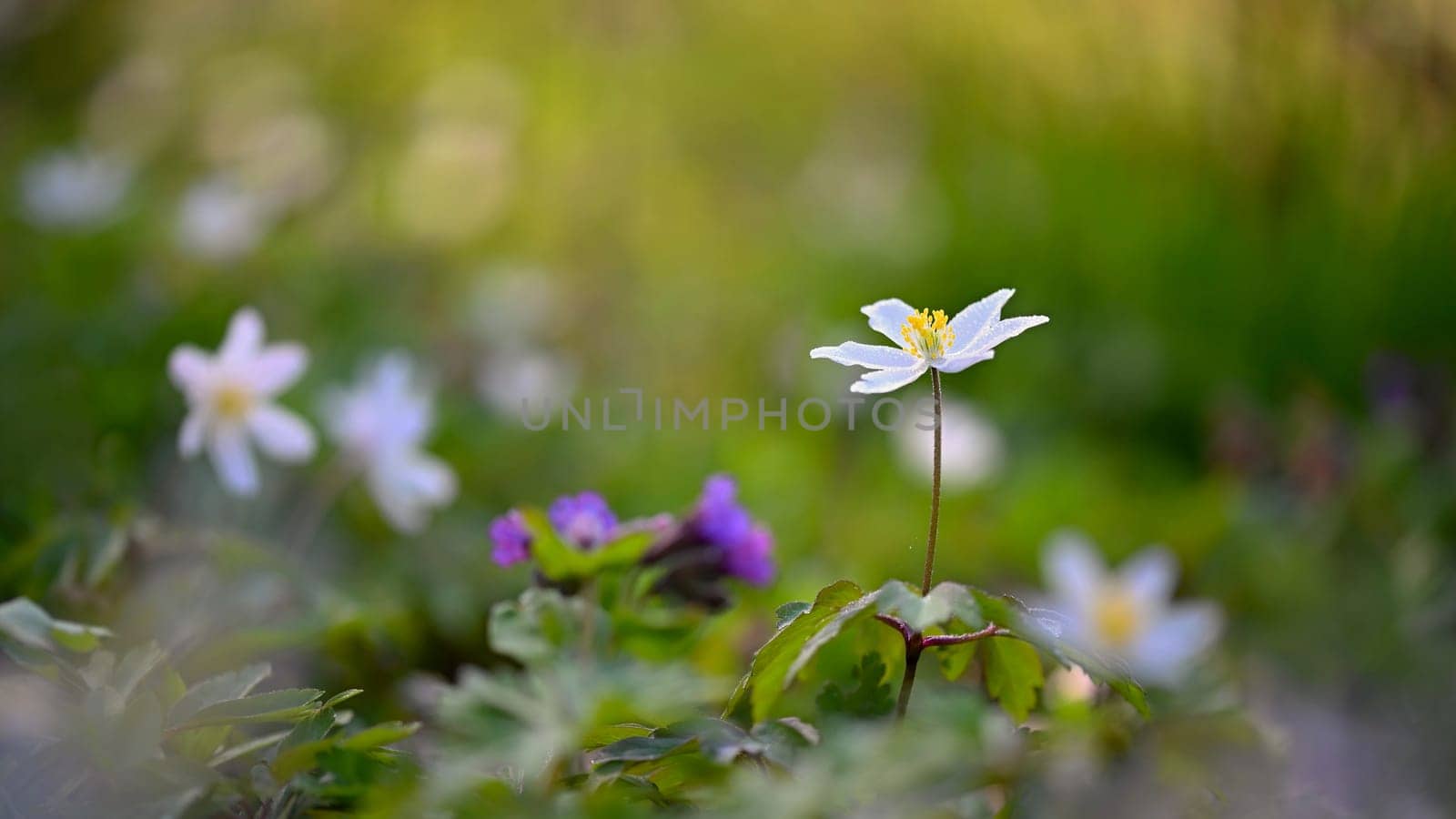 Beautiful spring background. Nature with flowers in the grass. Morning dew with sunshine in the forest. Concept for ecology and environment. by Montypeter